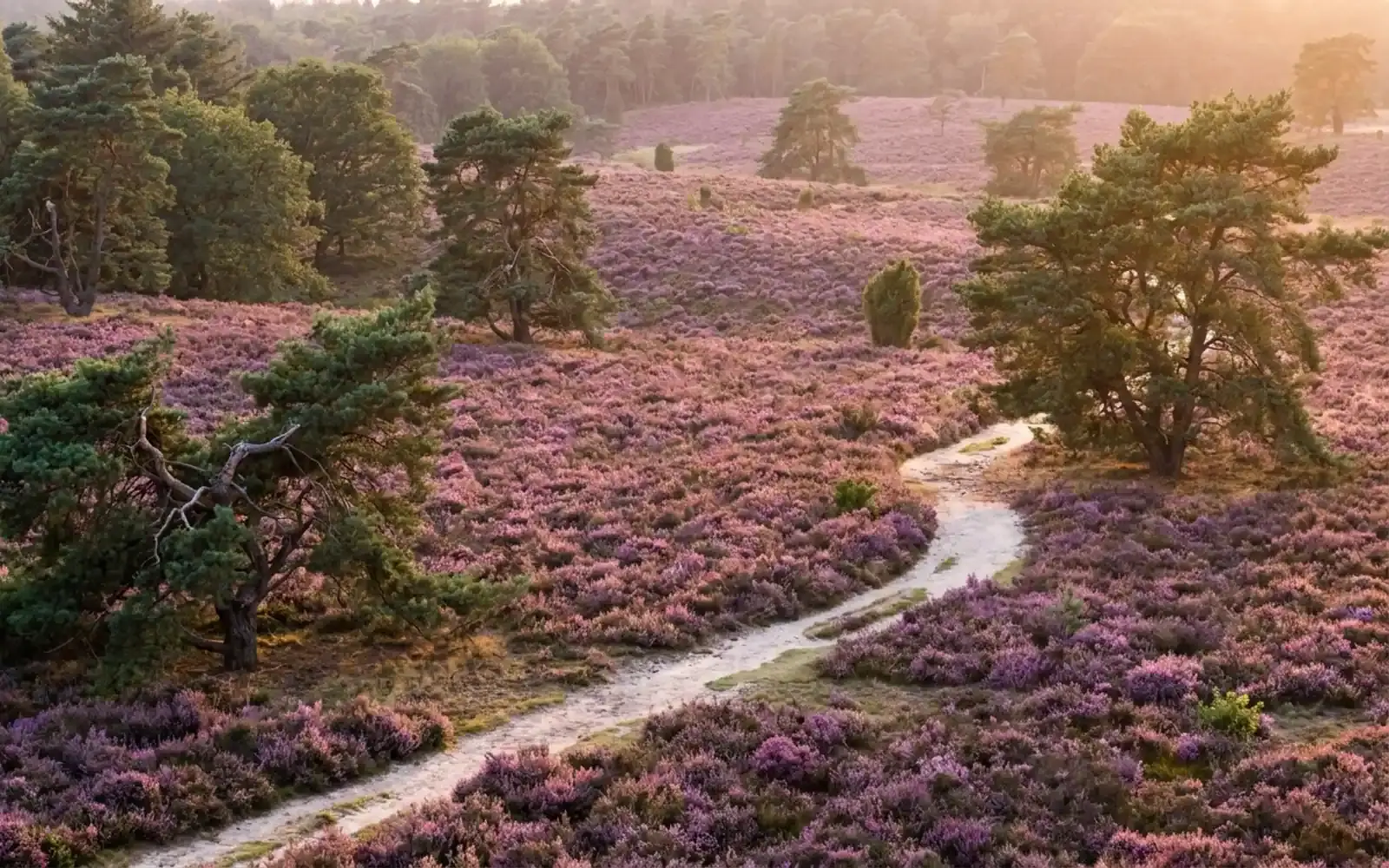 Heide met dennenbomen aan de rand van een Nederlands bos